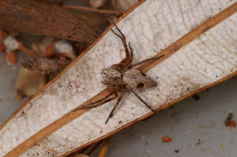 Oxyopes_rubicundus_D7866_Z_89_North Stradbroke island_Australie.jpg